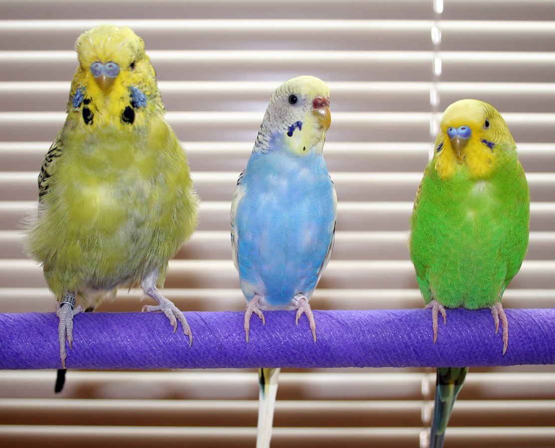 three annoying parakeets on their perch