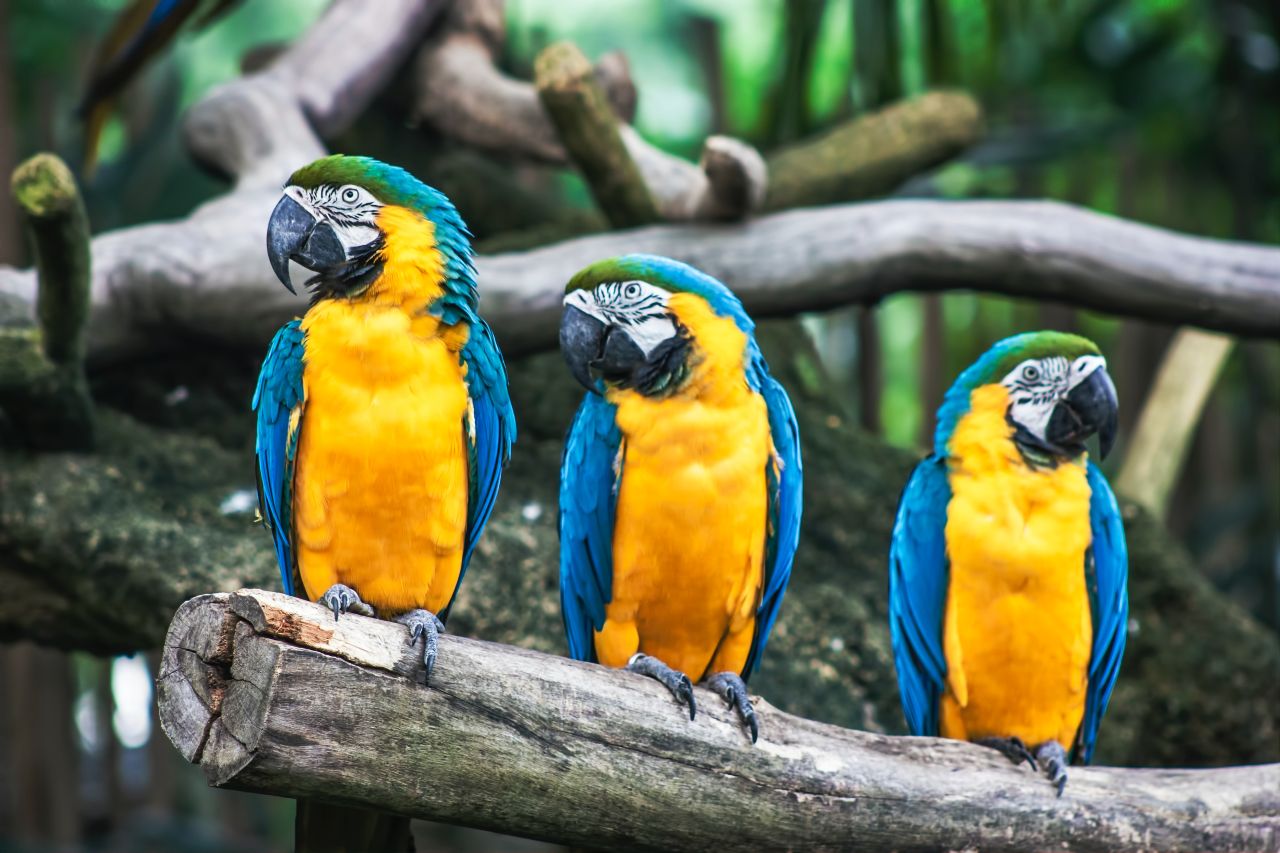 three parrots on a tree limb